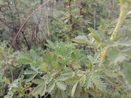 Image result for Aeschynomene nodulosa