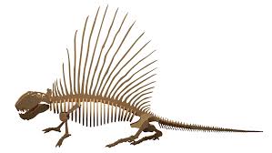 In new horizons, the total number of fossils is 73, up from 67 in new leaf. Dimetrodon Dinosaur Anatomically Correct Dinosaurs Makecnc Com
