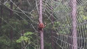 North carolina's long list of creepy, crawly, biting things may . Fall Means Watch Out For Webs The Grey Area News