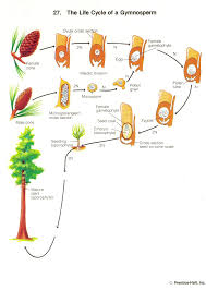 Gymnosperm Life Cycle Biology Plants Horticulture Education Gymnosperm