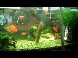 How To Change Water In Fish Tank With Fish Still Present Fresh Water Fish Tank Fish Tank Aquarium Fish