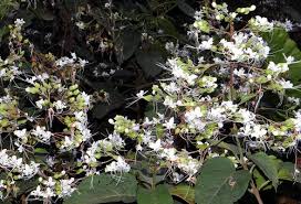 Image result for Periglossum mackenii