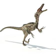 Maybe you would like to learn more about one of these? Baby Raptor Fossil Found In Alaska Nature And Wildlife Discovery