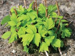 Secondly, the raspberry bush receives enough light and heat from all sides. Yard And Garden Pruning Raspberries In Spring News