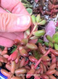 This allows the plant to store water for longer periods of time and make the care process easier for owners of all levels of plant knowledge. Succulents Stretching And Getting Leggy Why And What To Do Succulent Plant Care