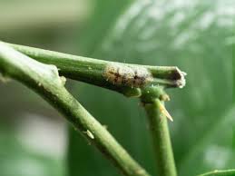 Image result for puklice na orchideích obrázek