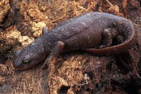 Image result for california newts