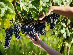 Make social videos in an instant: Wie Der Zeitpunkt Der Weinlese Bestimmt Wird Vino Alma Blog