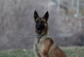 Yetişkinlik döneminde günde iki öğün beslenmeleri tavsiye edilir. Belcika Malinois Kurt Kopekleri Alan Ve Yakin Koruma Kopekleri
