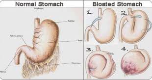 Bloat In Dogs What Causes Bloated Stomach Bloated Stomach Getting Rid Of Bloating