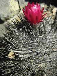 Image result for Eriosema pauciflorum