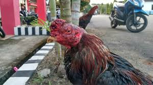 Arena Judi Sabung Ayam Di Lapang Digerebek - Tribratanews Polres ...