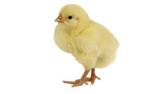Chicken Png Chicken Transparent Background Freeiconspng Chicken png cliparts, all these png images has no background, free & unlimited downloads. chicken png chicken transparent