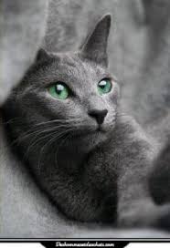 Beautiful Kitty Catboardingatlanta Cats Russian Blue Blue Cats