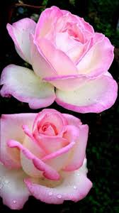 Wallpaper By Artist Unknown Rose Flower Pictures Beautiful Rose Flowers Beautiful Roses