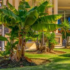 Image result for Musa ornata