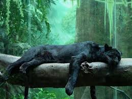 Check spelling or type a new query. 380 Black Panthers Ideas In 2021 Wild Cats Animals Wild Animals Beautiful