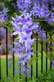 Joan On Twitter Flower Garden Plants Planting Flowers