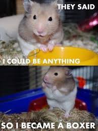 Good Move Mr Hamster Funny Hamsters Cute Animals Funny Animals