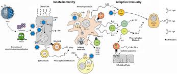 Building Long-Term Immunity Against Influenza