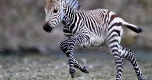 Where Were You While We Were Getting High Cute Baby Animals Baby Zebra Cute Animals