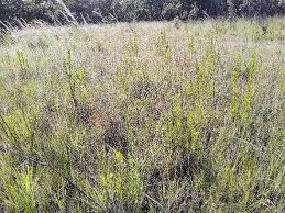 Image result for Fuirena welwitschii