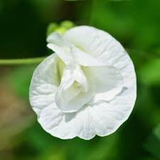 Image result for Clitoria