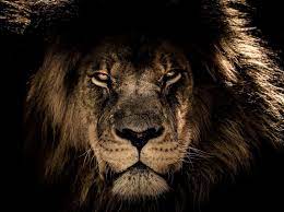 compress large amazing images retain quality on twitter lion images african lion lion