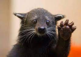 You Ve Learned That A Bearcat Actually Looks Like This Animaux Insolites Bebes Animaux Animaux