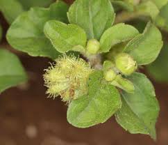 Image result for Acanthospermum