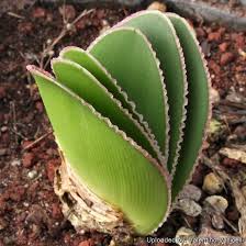 Image result for Brunsvigia