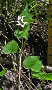 Image result for Rotheca violacea