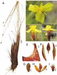 Image result for Xyris