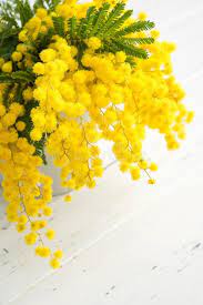 Bouquet Of Mimosa Flowers On White Wooden Background Springtime Bright Bouquet Ad Flowers White Bou Mimosa Flower Planting Flowers Beautiful Flowers