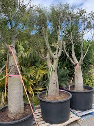 Image result for Adansonia digitata