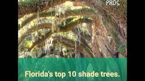 Dette løvtrær kan nå 50 til 70 fot høy og 50 til 60 fot bred. 10 Superb Florida Shade Trees Youtube