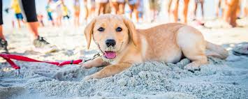 Find local golden retriever puppies for sale and dogs for adoption near you. Discover Pet Friendly Hotels In Brunswick Ga St Simons Island