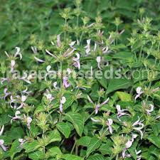 Image result for Hypoestes forskaolii