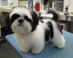 Just how much does a shih tzu cost? Shih Tzu Puppies For Sale Price Range How Much Does A Shih Tzu Cost