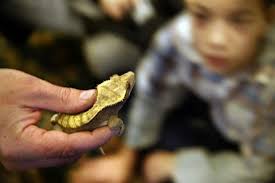 Youngsters mesmerized by encounters with snakes, lizards and dragons