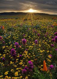 Floral Sunset Nature Photography Sunset Nature