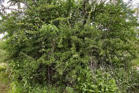 Image result for Balanitaceae