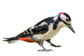 The lifespan of a woodpecker is between 4 to 11 years. How To Get Rid Of Woodpeckers Wildliferemoval Com