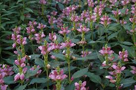 Pink Turtlehead Chelone Obliqua At Green Thumb Garden Centre In 2020 Herbaceous Perennials Garden Center Plants