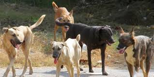 Θεσσαλονίκη: Αγέλες σκύλων επιτίθενται σε περαστικούς στο δάσος ...