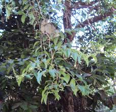 Image result for Embelia libeniana
