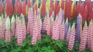Image result for Lupinus