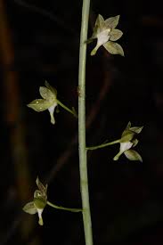 Image result for Eulophia caricifolia