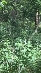 Image result for Elytrophorus spicatus