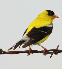American Golden Finch My Backyard Birds Birds Backyard Birds Goldfinch